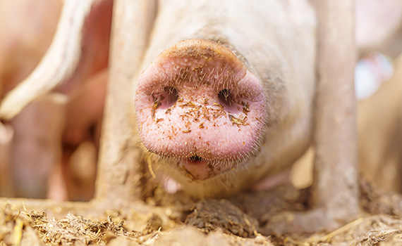 Biosecurity measures ensure feed safety